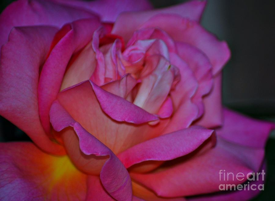Rose Photograph - Embrace  by Nona Kumah