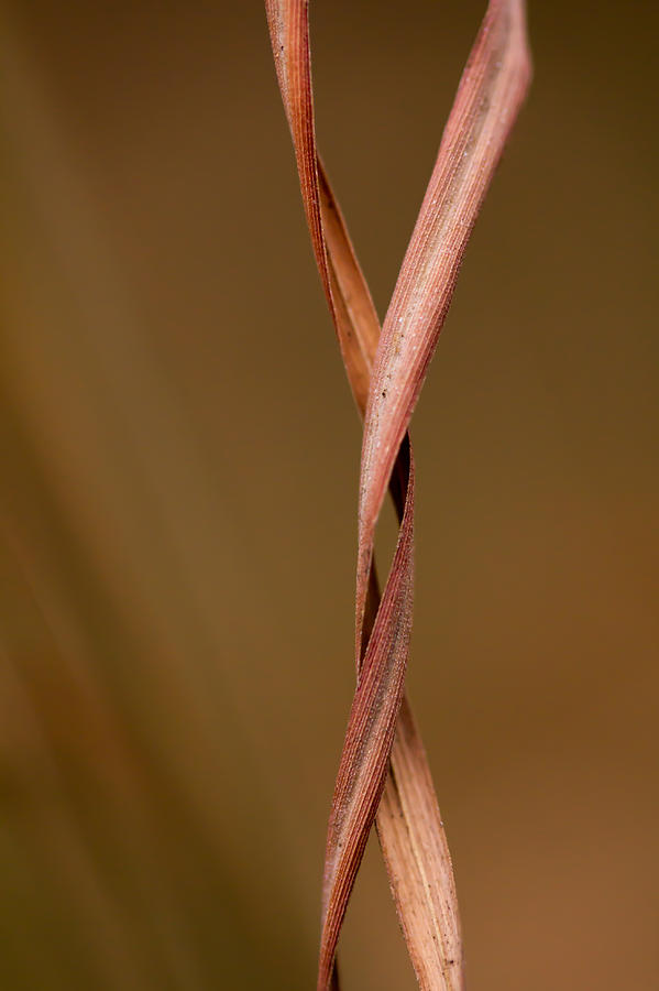 Grass Photograph - Embrace by Shane Holsclaw