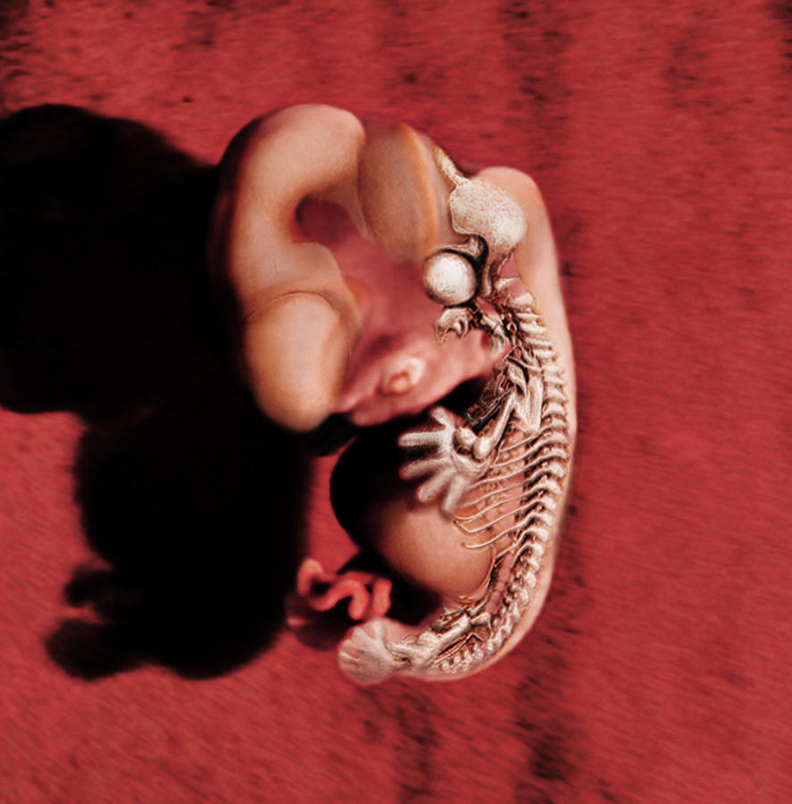 Embryo Photograph by Anatomical Travelogue