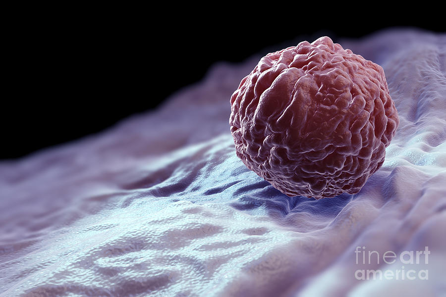 Embryonic Stem Cell Photograph by Science Picture Co