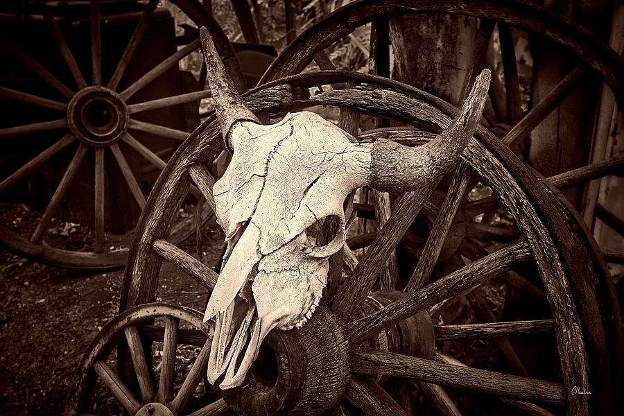 Vintage Photograph - Embudo Skull by Christine Hauber