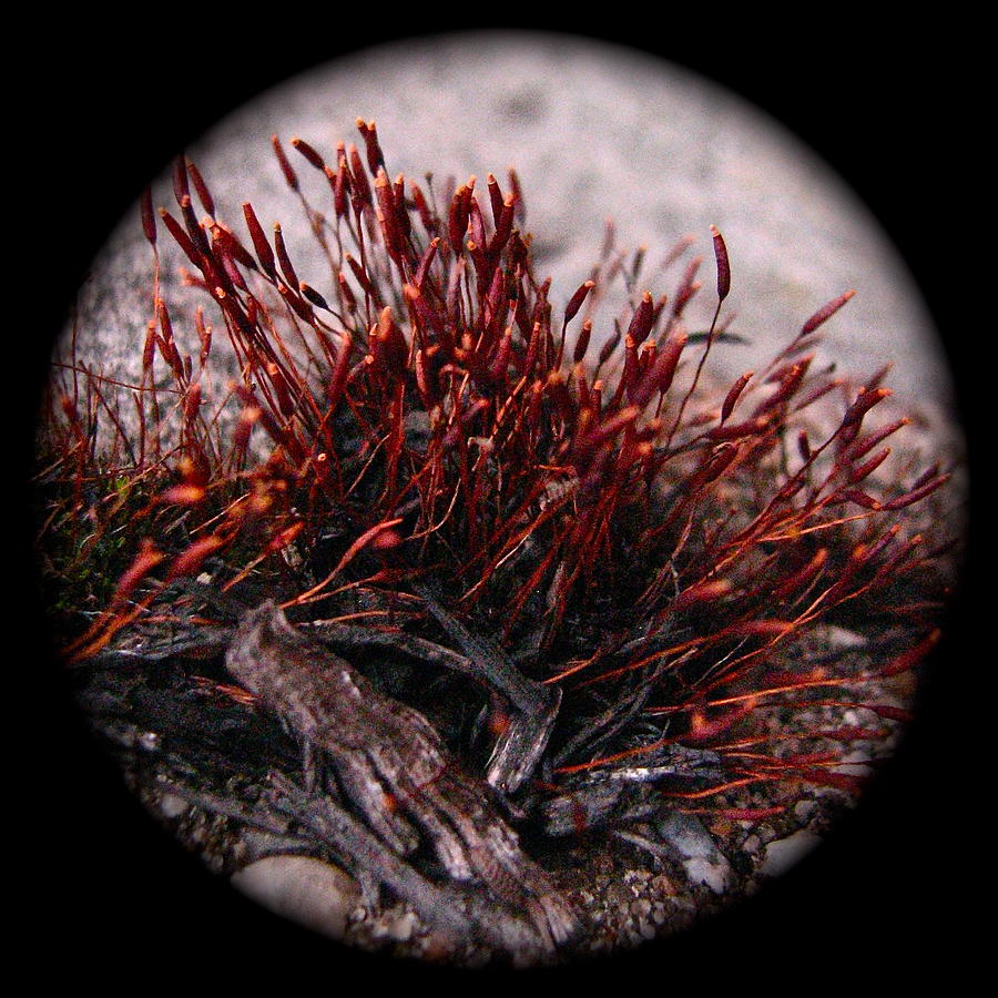 Moss Photograph - Emerald and Fire Mos - Disc5539 by Sandy Tolman