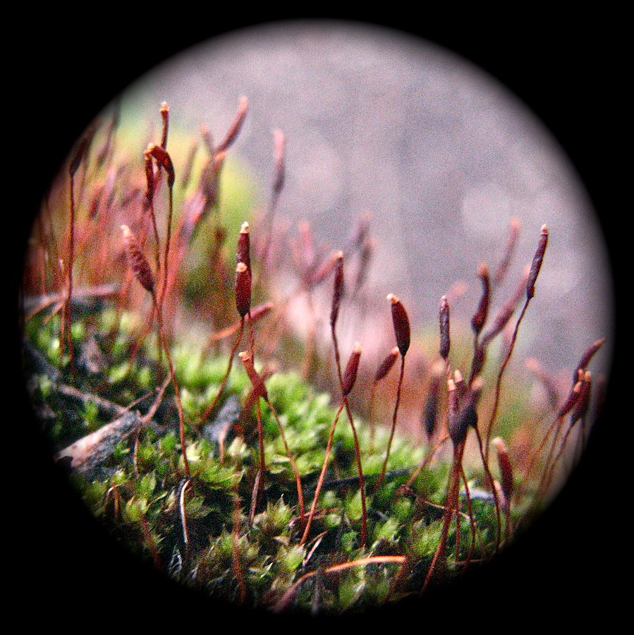 Moss Photograph - Emerald and Fire Moss - Disc 5528 by Sandy Tolman