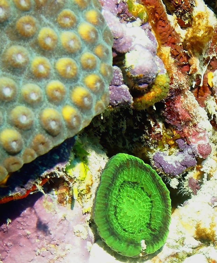 Emerald Artichoke Coral Photograph by Amy McDaniel
