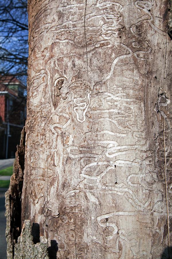 Emerald Ash Borer Tracks On Dead Tree Photograph by Jim West