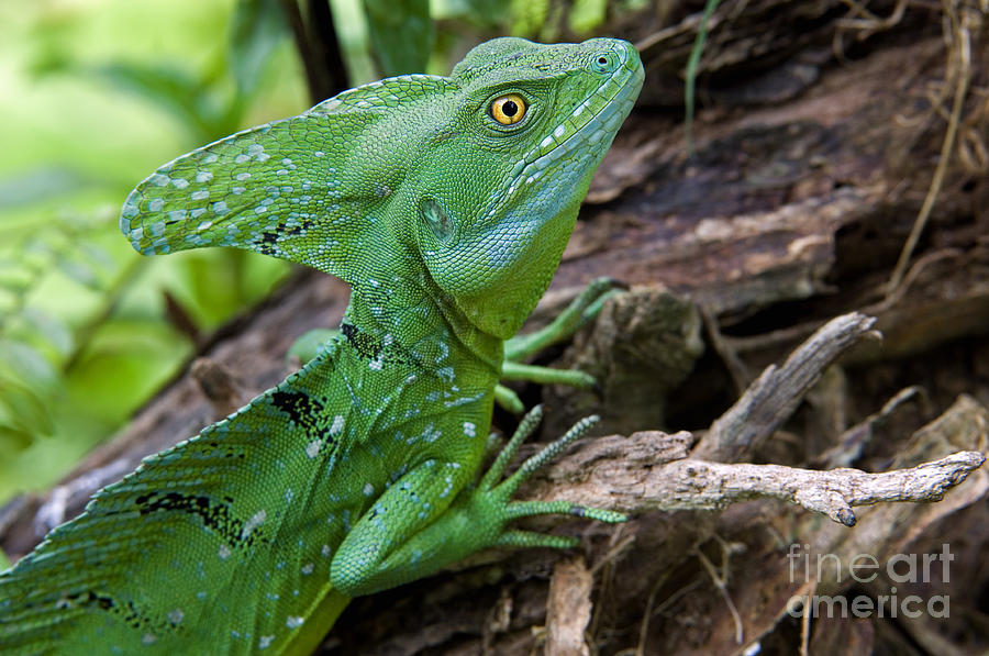 Emerald basilisk 3 Photograph by Arterra Picture Library