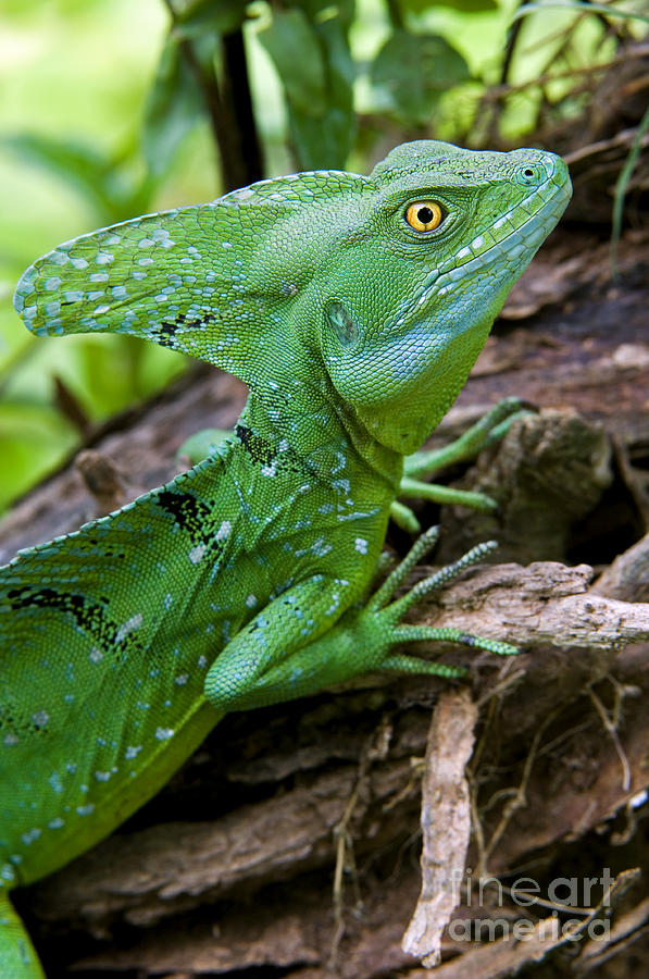 Emerald basilisk 4 Photograph by Arterra Picture Library