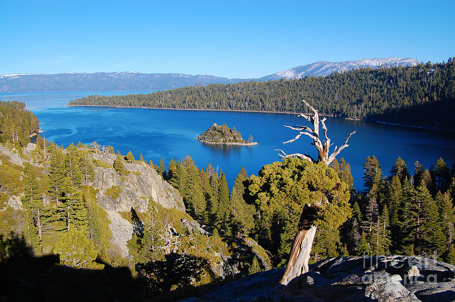 Emerald Bay and Reaching Tree Photograph by Debra Thompson
