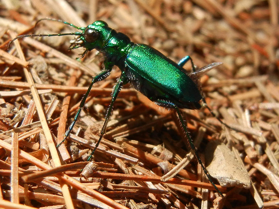 Emerald Beetle Photograph By Kaitlin Gruss 9819