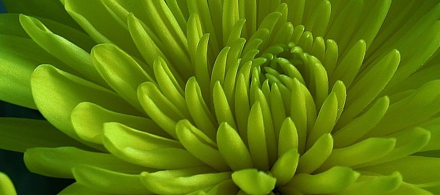 Nature Photograph - Emerald Dahlia by Bruce Bley