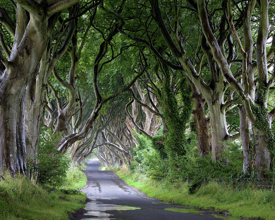 Emerald Dark Hedges Photograph by Olive Gaughan