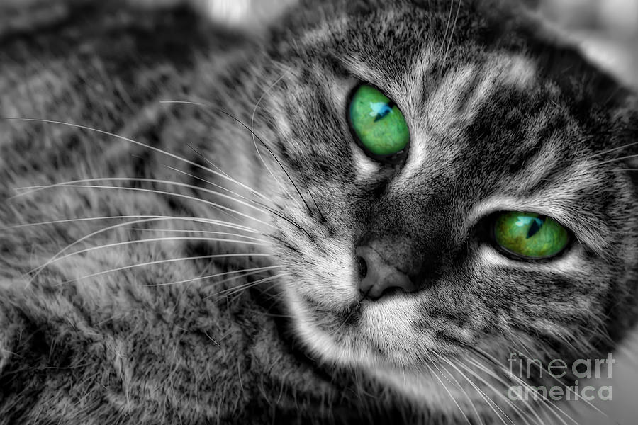 Emerald Eyes Cat  Photograph by Olga Hamilton