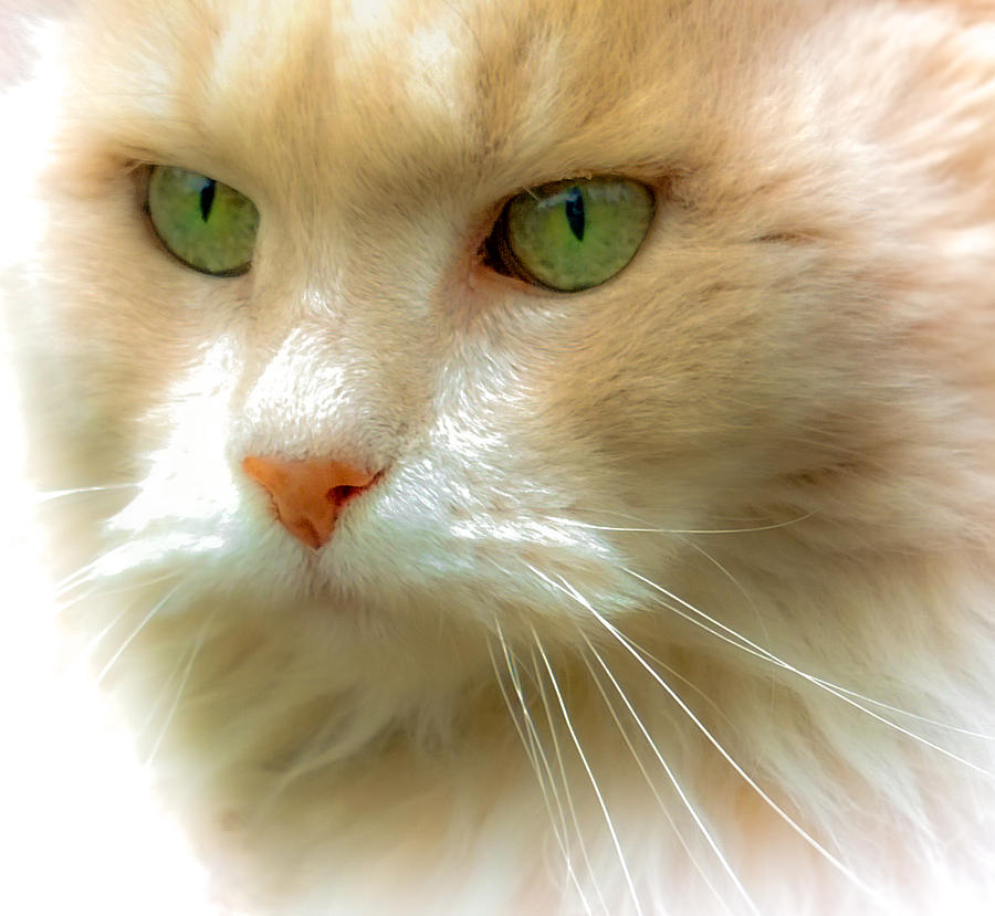 Cat Photograph - Emerald Eyes by Karen Wiles