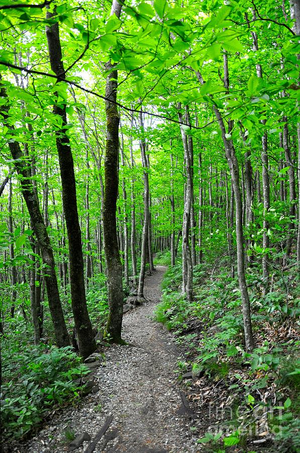 Emerald Forest Photograph by Christina McKinney