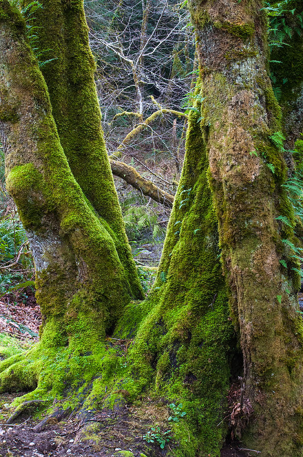 Seattle Photograph - Emerald Forest by Tikvahs Hope