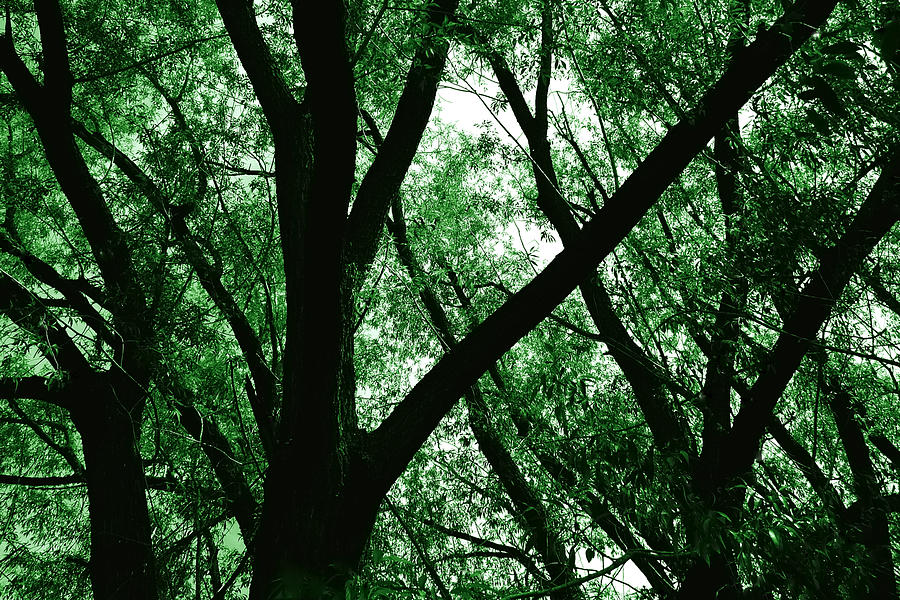 Tree Photograph - Emerald Forest by Steven Milner