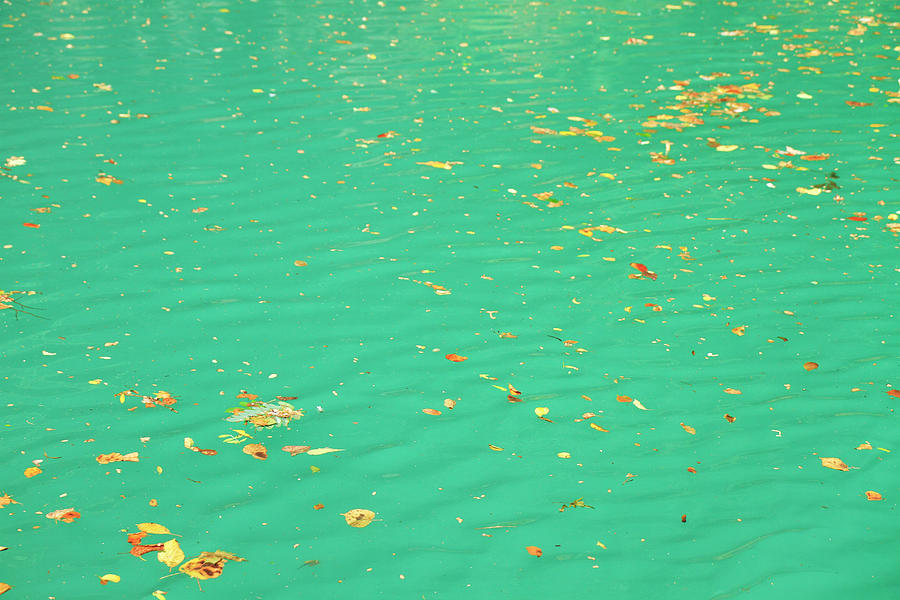 Emerald Green Water With Leaves Photograph by Bremecr