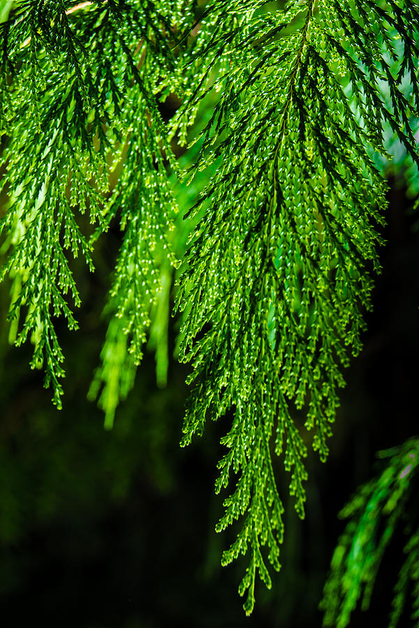 Nature Photograph - Emerald greens by Michael Goyberg