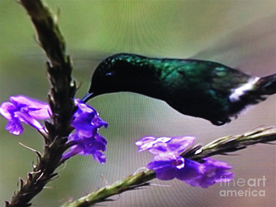 Emerald Hummingbird Photograph by Barbara Plattenburg