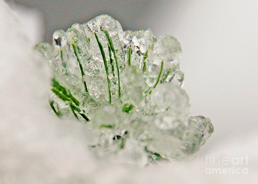 Christmas Photograph - Emerald in Ice by Chuck Flewelling