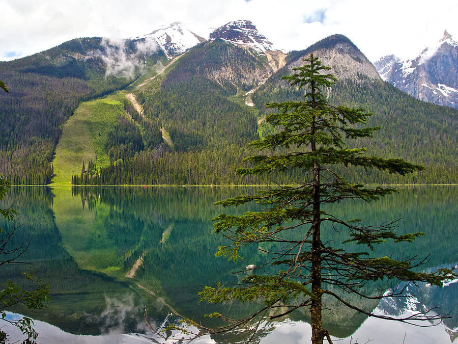 Emerald Lake Reflection and Pine Tree in Yoho National Park-British Columbia-Canada Photograph by Ruth Hager