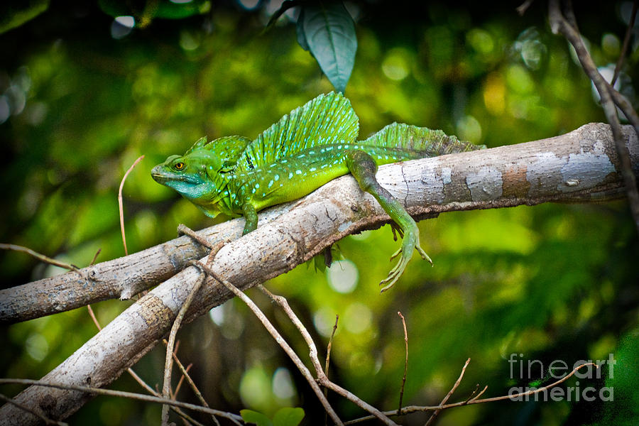 Emerald Lizard - Costa Rica Photograph by Gary Keesler