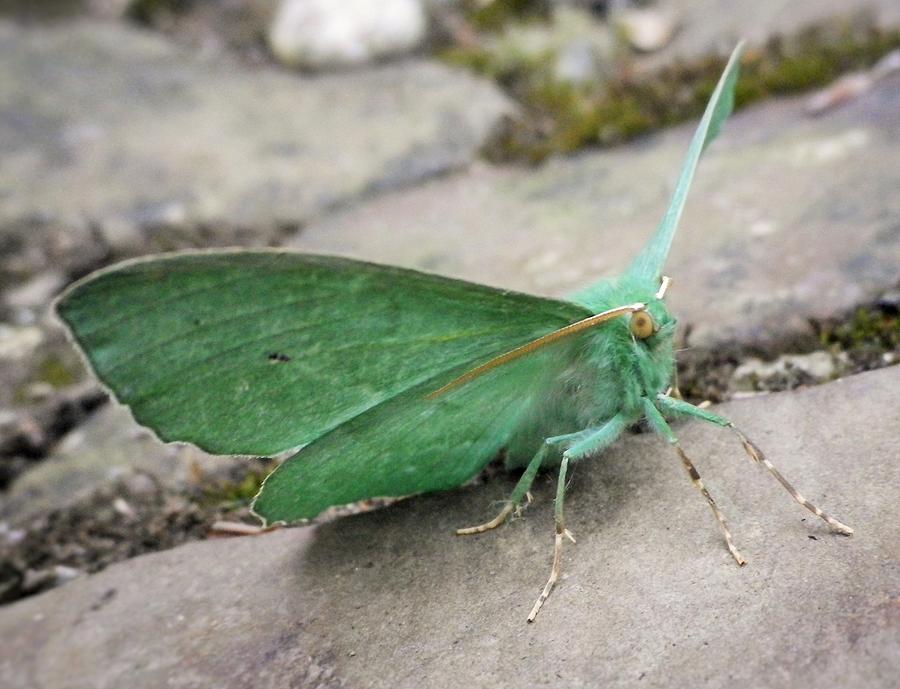 Emerald Moth Photograph by Richard Brookes