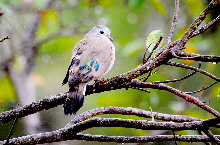 Emerald Spotted wood dove Photograph by Heidi Lane - Fine Art America