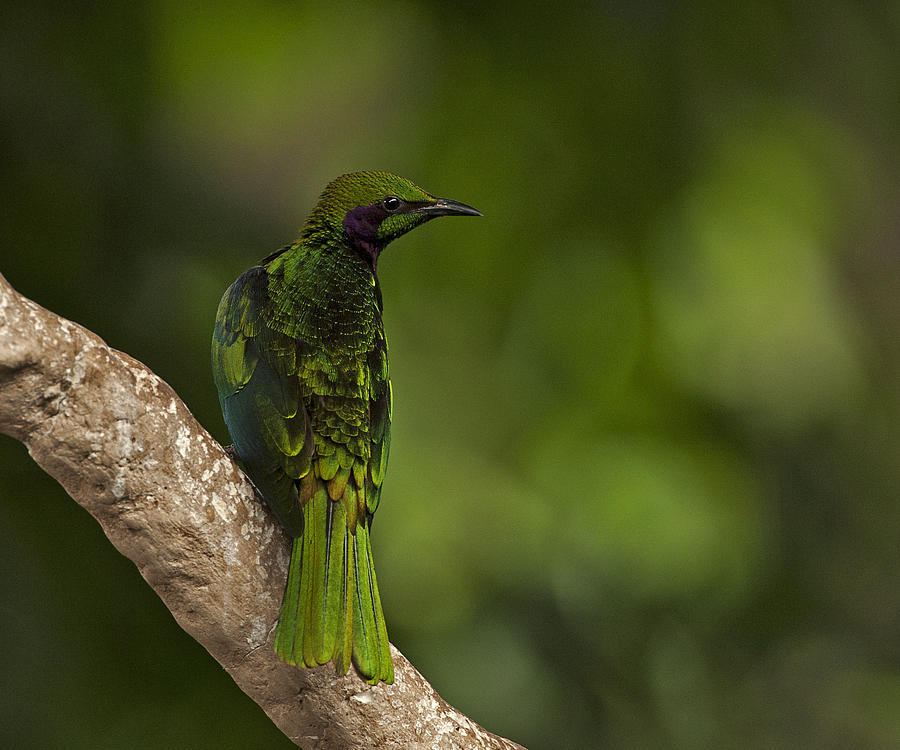 Emerald Starling Photograph by Paul Scoullar