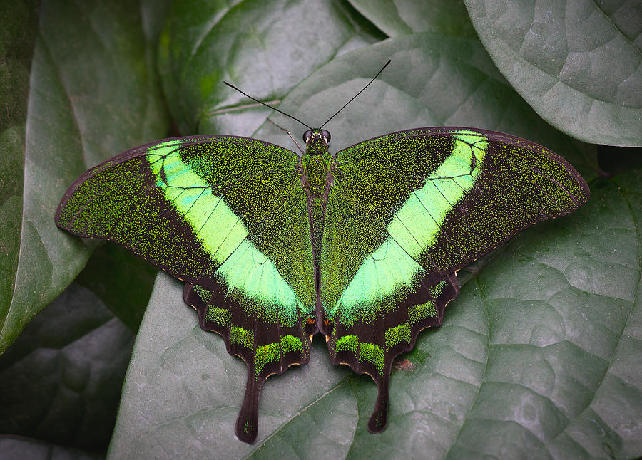 Emerald Swallowtail Buttefly Photograph by Jack Nevitt
