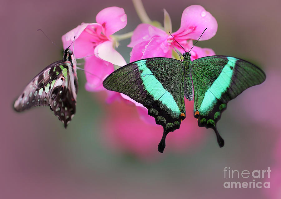 Emerald Swallowtail Butterflies Photograph by Sabrina L Ryan