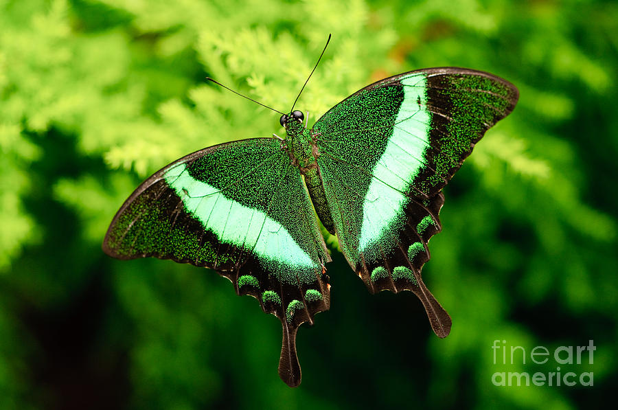 Nature Photograph - Emerald swallowtail butterfly by Oscar Gutierrez