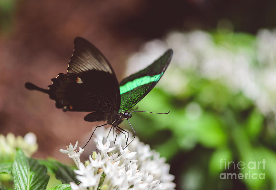Emerald Swallowtail Butterfly Photograph by Tamara Becker