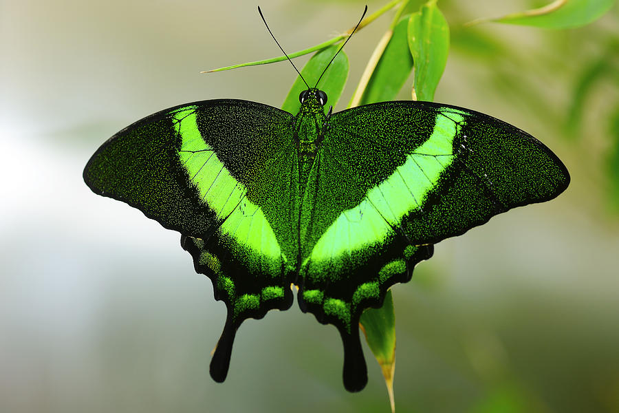 Emerald Swallowtail Photograph by Richard Henne