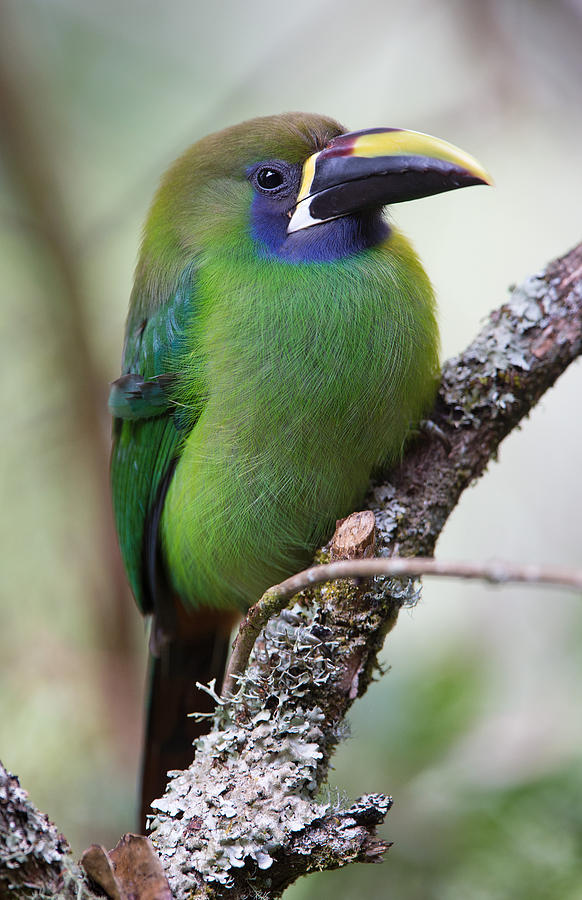 Emerald Toucanet Photograph by Max Waugh