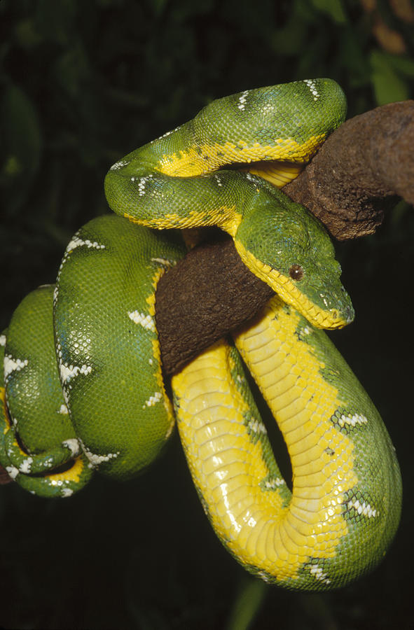 Emerald Tree Boa Amazonia Photograph by Gerry Ellis