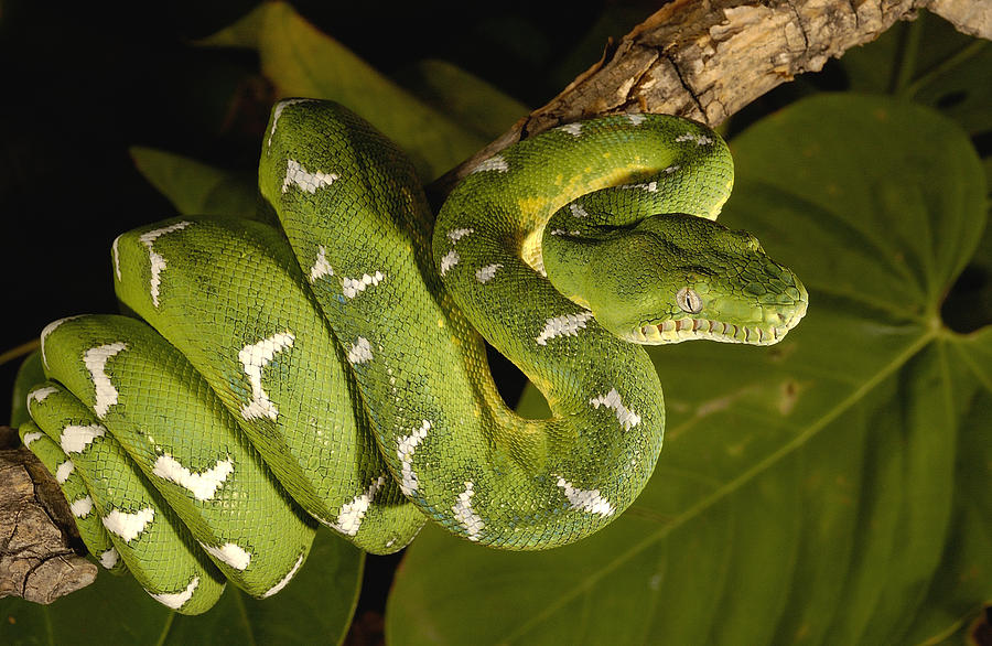 Animal Photograph - Emerald Tree Boa Amazonian Ecuador by Pete Oxford