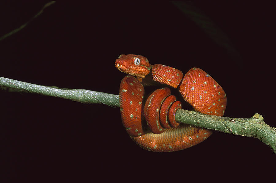 Emerald Tree Boa Coiled Iwokramaguyana Photograph by Pete Oxford