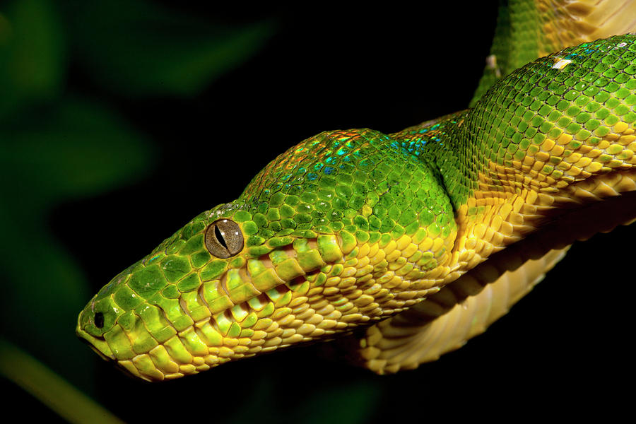 Emerald Tree Boa, Corallus Caninus Photograph by David Northcott - Fine ...