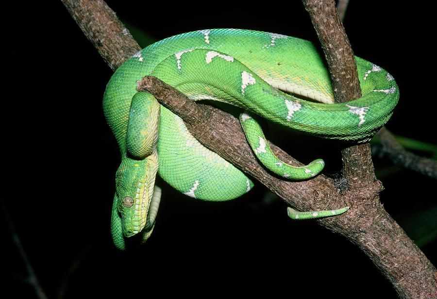 Emerald Tree Boa Photograph by Dr Morley Read/science Photo Library