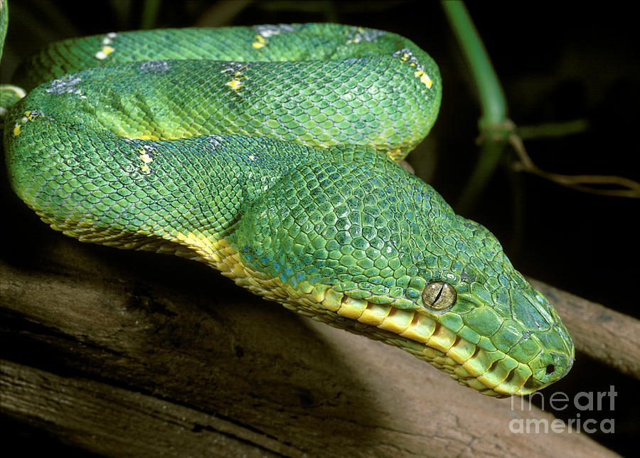 Snake Photograph - Emerald Tree Boa by ER Degginger