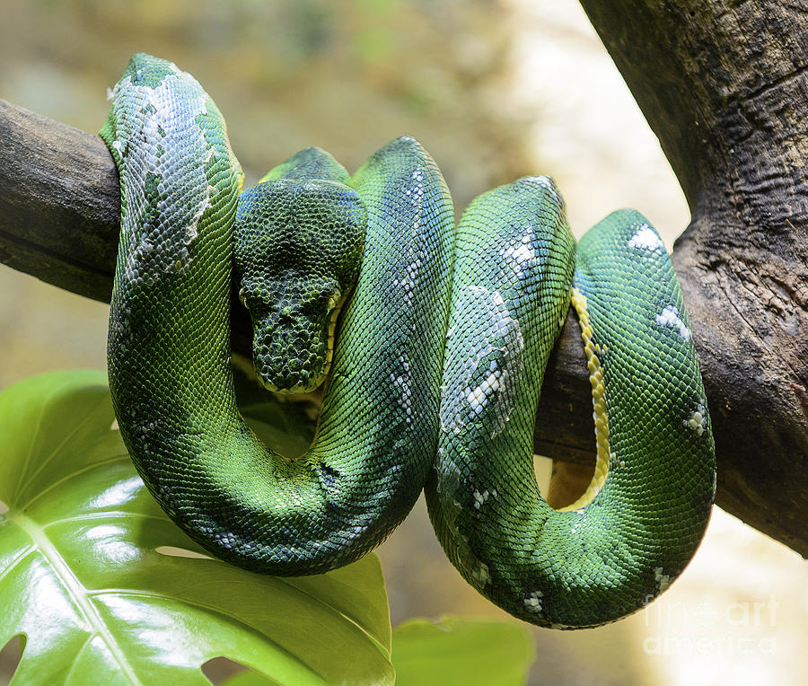 Emerald Tree Boa Photograph by Michael Shake - Fine Art America