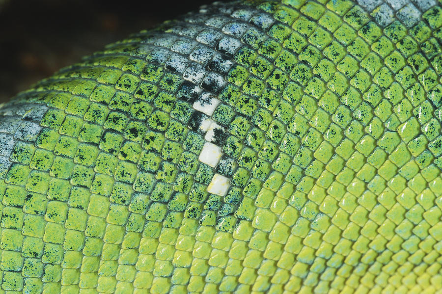 Emerald Tree Boa Skin Close-up Photograph by Simon D. Pollard
