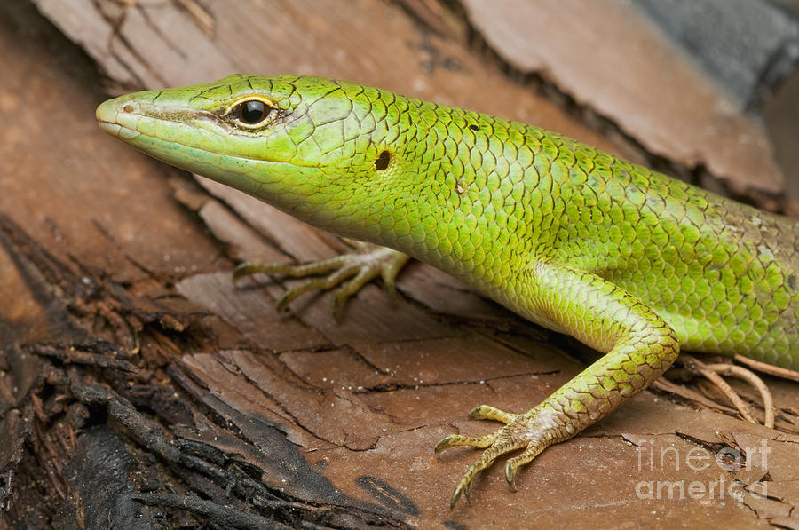 Emerald Tree Skink Photograph By Dan Suzio