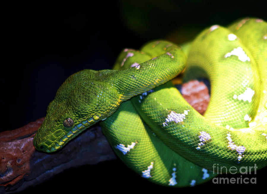 Emerald Tree Snake Photograph by Nick Gustafson