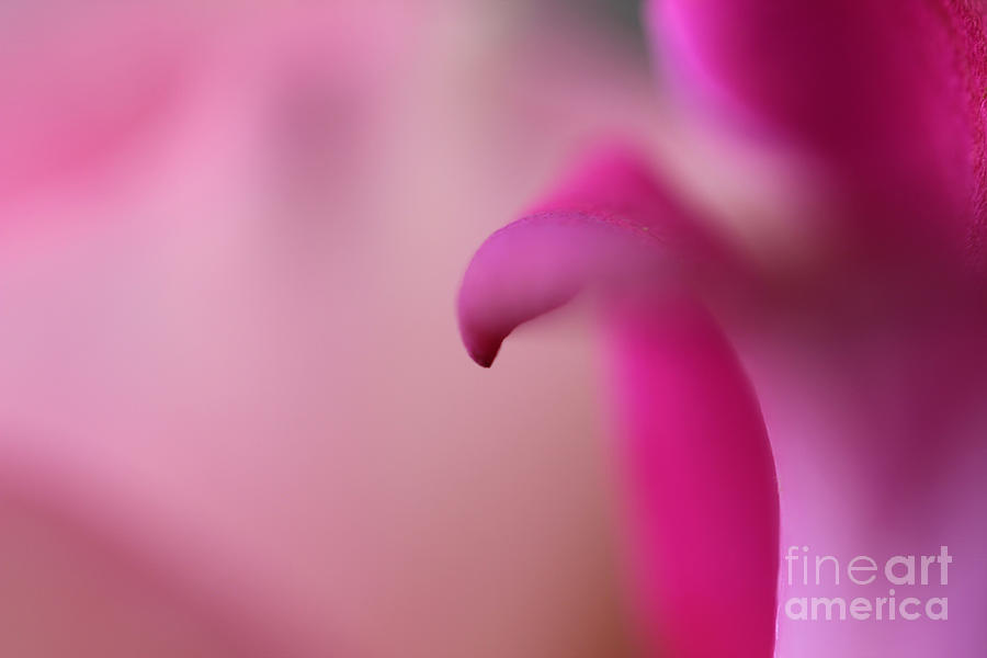 Abstract Photograph - Emerge by Stacey Zimmerman