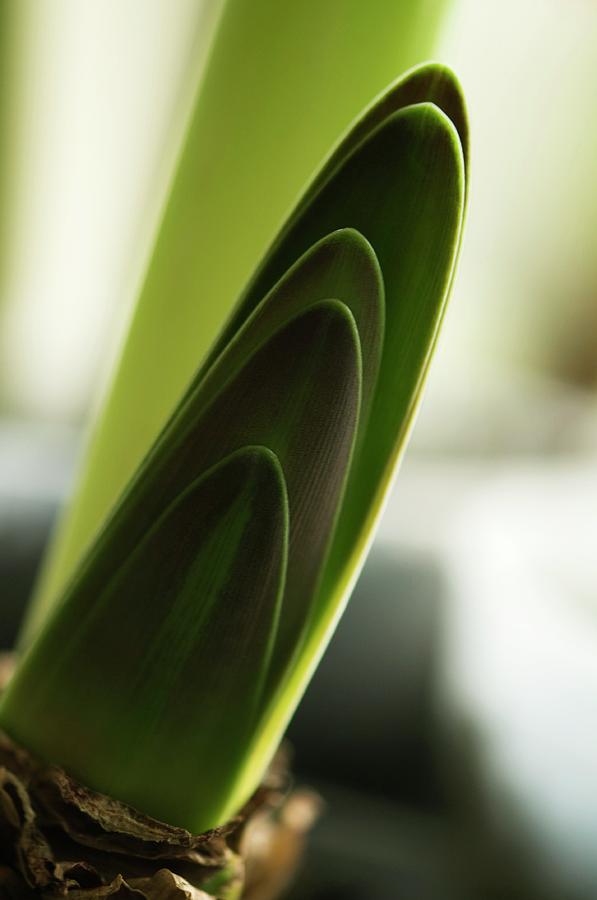 Emerging Amaryllis (hippeastrum) Leaves Photograph by Maria Mosolova