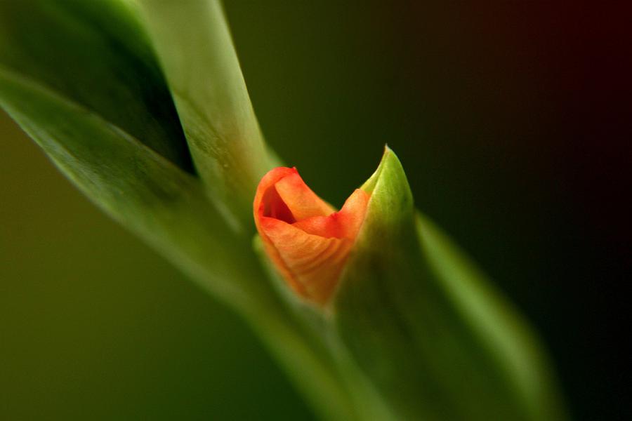 Flowers Still Life Photograph - Emerging Beauty - Gladiolus by Ramabhadran Thirupattur