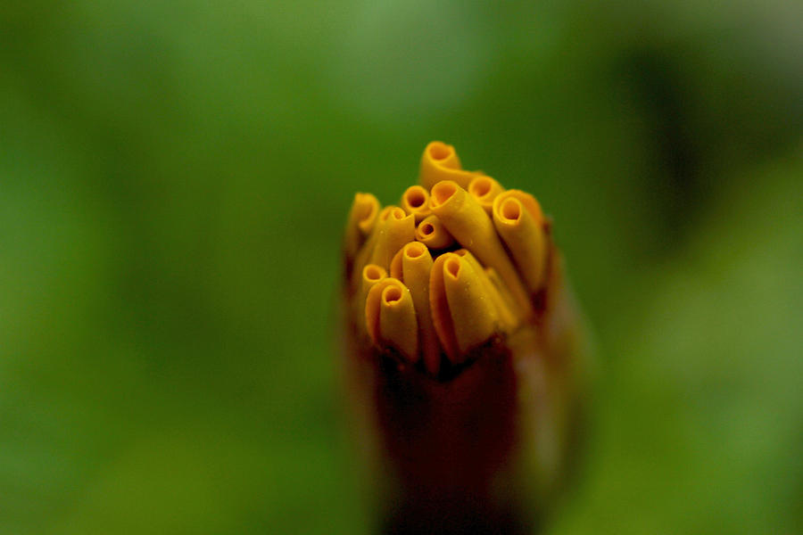 Emerging Bud - Yellow Flower Photograph by Ramabhadran Thirupattur