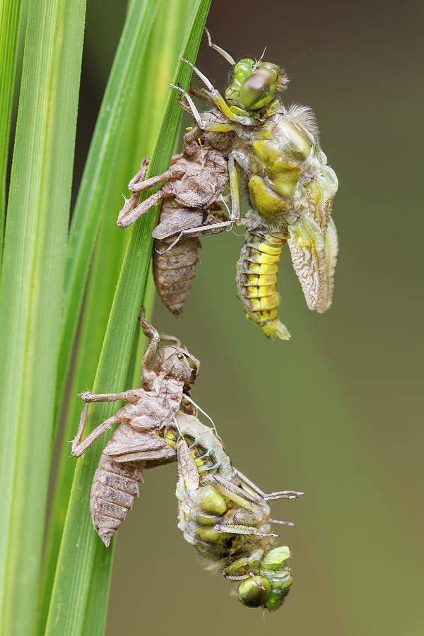 Emerging Chaser Dragonflies Photograph by Heath Mcdonald